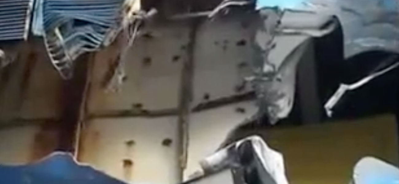 mobywonder_delfino-bianco